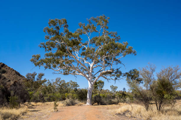 Unveiling the Wonders of the Outback: Day Trips from Alice Springs