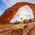 Discover the Enchantment of Kings Canyon: Your Ultimate Guide to Visiting